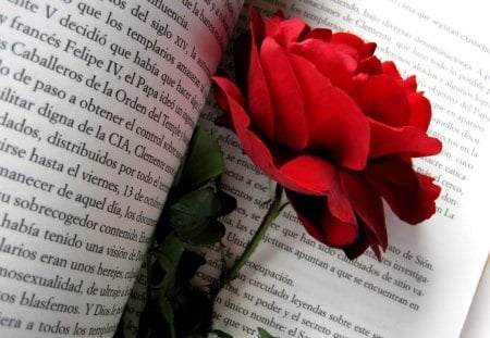 Red Rose - rose, beauty, love, book