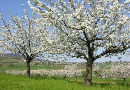 White cherry trees - white, nature, scenery, cherry, tree