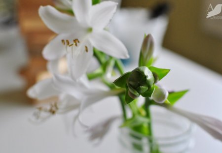 Bright beauty - white, lilies, center, green, bright, clear, beauty