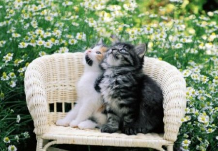 Cats on chair - loving, cats, little, couple, chair