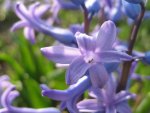 Delightful Hyacinth