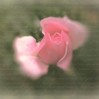 â™¥      ~~~áƒ¦   Soft Vintage Rose   áƒ¦~~~      â™¥