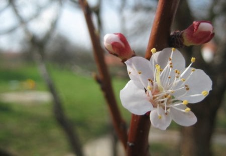 Apricot Blossom - nature, flowers, trees, spring