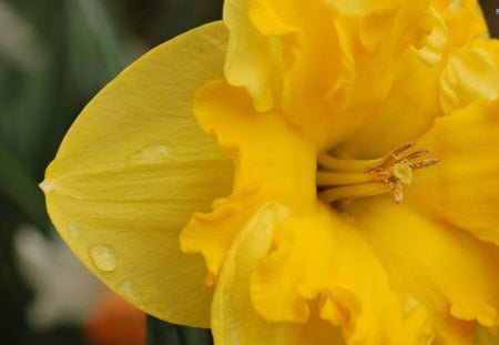 Rain Kissed Daffodil - water, daffodil, flowers, yellow