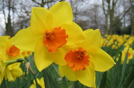 Daffodil Haven - daffodils, nature, flowers, lovely