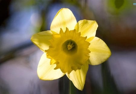 Daffodil in The Sun - spring, flower, light, daffodil