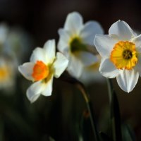 The Darling Daffodils