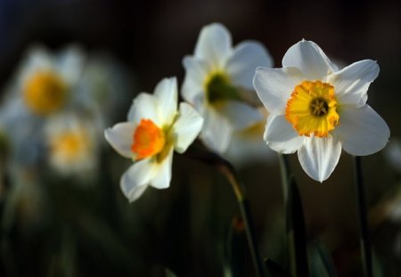 The Darling Daffodils - daffodils, flowers, lovely, spring