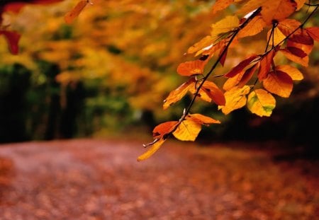 Autumn Leaves - beauty, autumn, trees, peaceful, autumn leaves, carpet of leaves, pretty, tree, landscape, lovely, autumn splendor, autumn colors, nature, woods, forest, beautiful, splendor, leaves