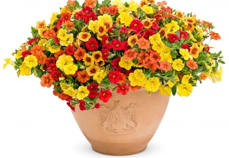 Calibrachoa - pot, naure, flower, calibrachoa