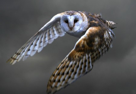 Barn Owl in Flight