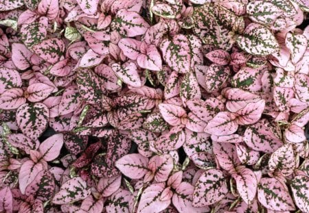 Looks Like A Flower - nice, grass, cool, pink