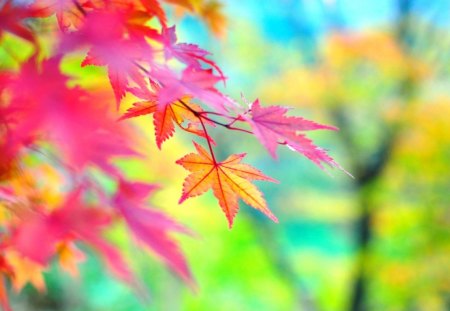 Colorful Autumn Leaves - leave, nice, autumn, cool