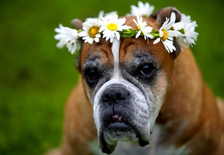 PRINCE CHARMING - dog, eyes, crown, flowers, friend