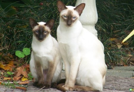 Siamese cats - saimese, green, cat, garden