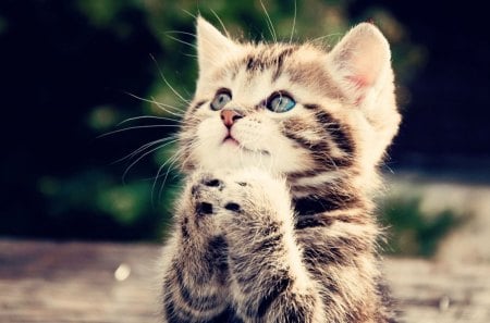 Please, God? - paws, funny, cute, kitten