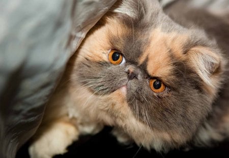 Cat - pretty, cat, fluffy, pet, cute, persian