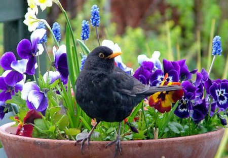 Black bird - summer, animal, cute, black, bird, flowers, violets, sweet, adorable, grass, garden, park, green