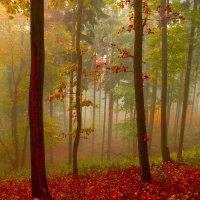 AUTUMN FOREST MIST