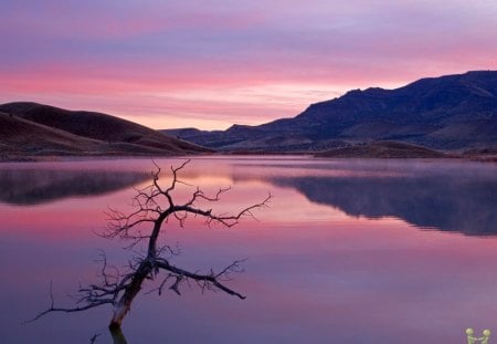 Last stand - dead trees, lake, sunset, trees