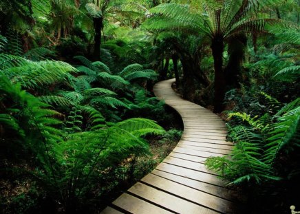 Deep into forest - nature, pathway, green, forest