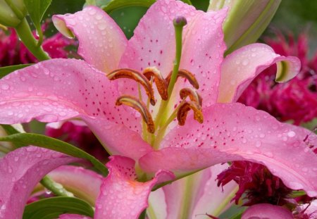 Oriental beauty - oriental, flower, pink, petals, blooms