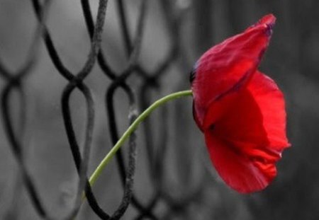 poppy - fence, red, wire, flower, poppy