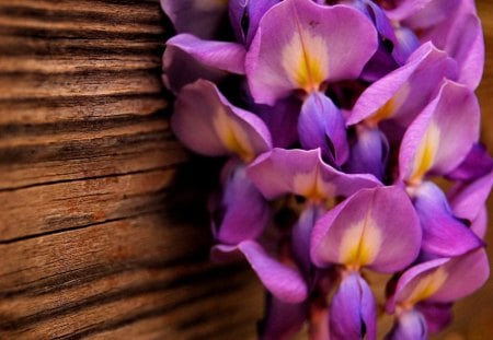 Delicate flowers - pretty, delicate, blue, beautiful, colors, lovely, harmony, flowers, fresh, purple, nice, wall