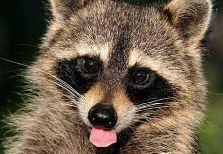 nyah nyah boo boo - silly, funny, tongue, raccoon