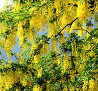 Dripping Yellow Blossoms