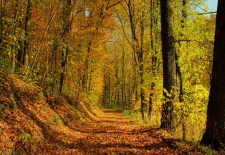 Autumn forest - forest, path, rays, beautiful, shadows, leaves, sunny, nice, golden, lovely, trees, nature, colors, autumn, colorful