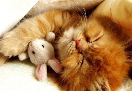 Buddies - cute, sleeping, toy, kitten