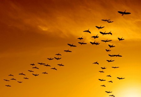 Sign of autumn's arrival - sky, autumn, v formation, geese, golden, sunset, birds