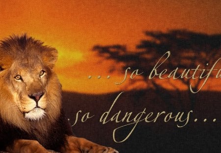 Beautiful Danger - predator, sky, danger, cat, trees, lion, dangerous, sunset, africa, nature, beautiful, animal