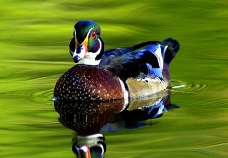 there's nothing like the water - colorful feathers, duck, water, pond, green, lake, floating bird