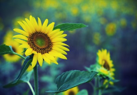 Sunflower - flower, yellow, sunflower, seeds