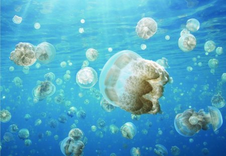 Jellyfish invasion