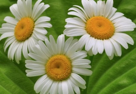 daisies - yellow, summer, flowers, daisies, margaretki, camomile, white, green, natura