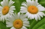 daisies