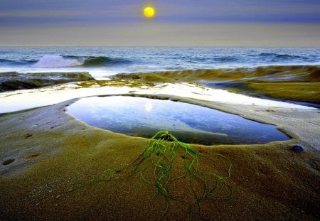 FullL MOON HORIZON - ocean, plant, full moon, beach