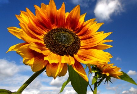 in the sun - sunflowers, yellow, summer, blue, in the sun, flowers, nature, green, cloud, sky