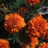 Orange Flowers