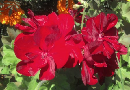 Ravishing Red Flowers - red flower, ravishing red flowers, red, red flowers