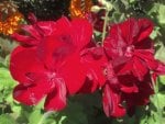 Ravishing Red Flowers