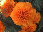 Pretty Orange Flower