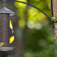 Pretty Little Birds on a Feeder