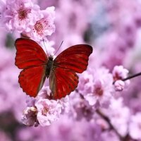 Plum blossoms