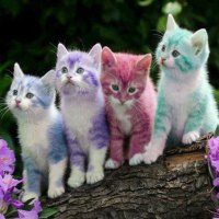 colors and cats