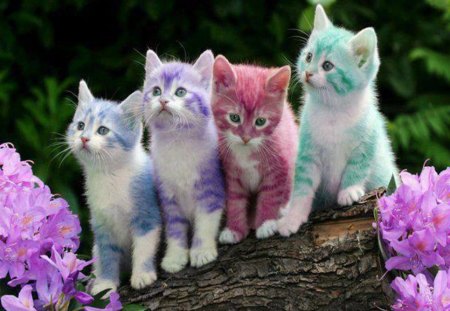 colors and cats