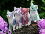 colors and cats